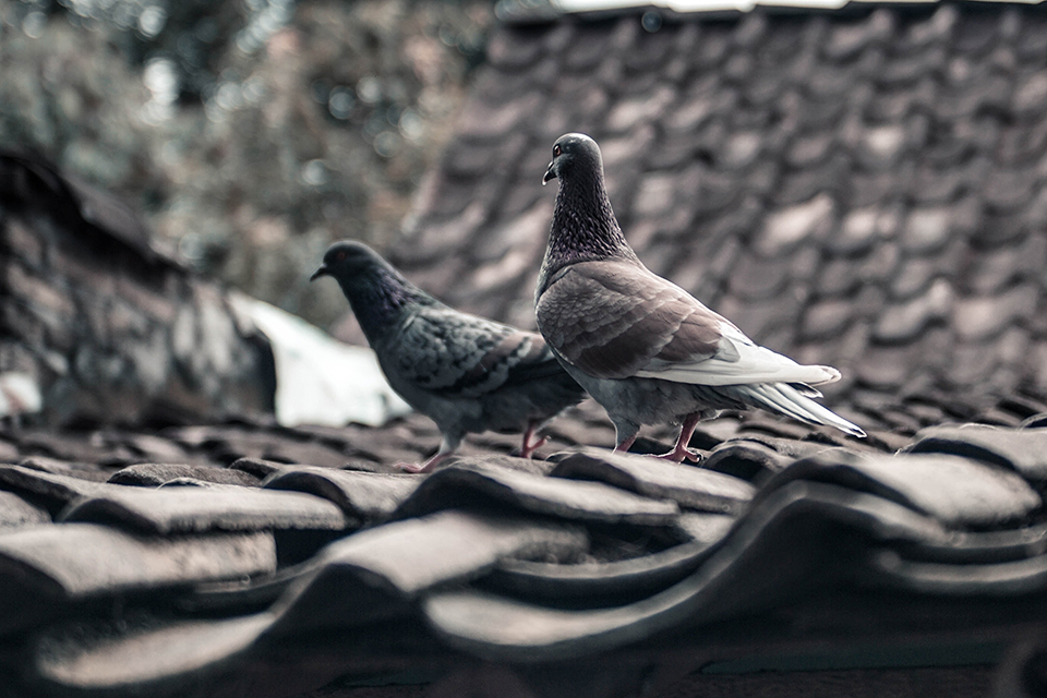 屋根にとまる2羽の鳩