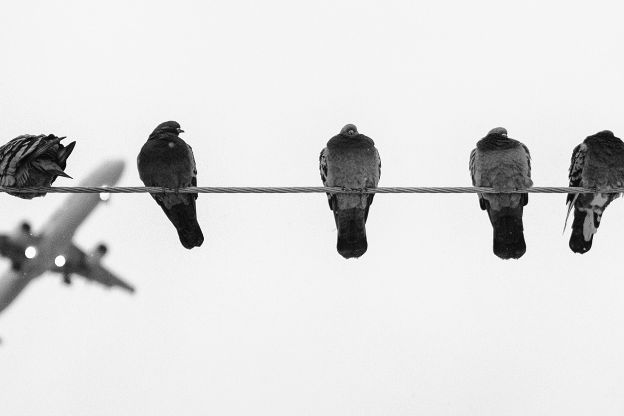 電線にとまる鳩