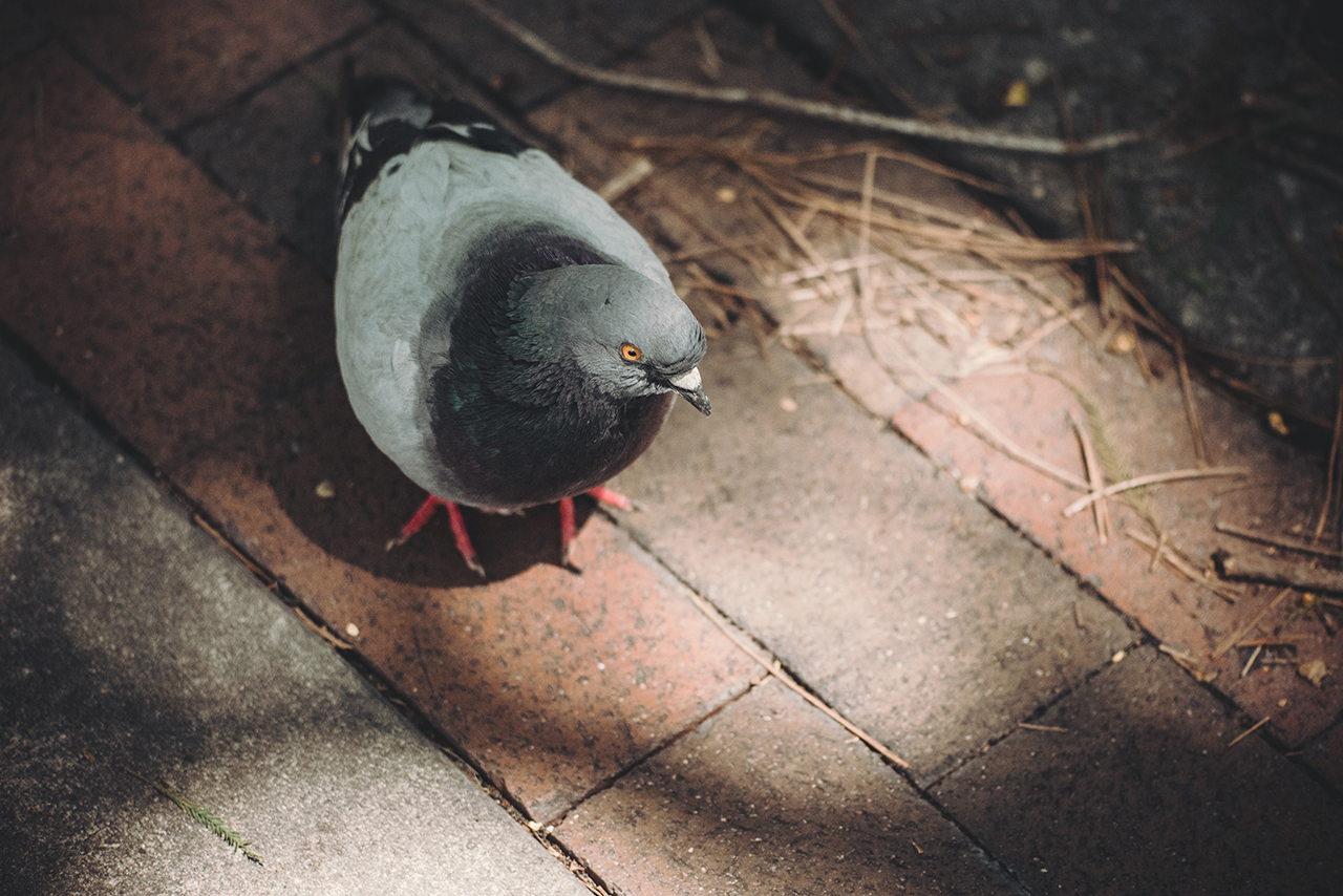 枝を拾う鳩